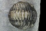Pedinopariops Trilobite - Mrakib, Morocco #126321-2